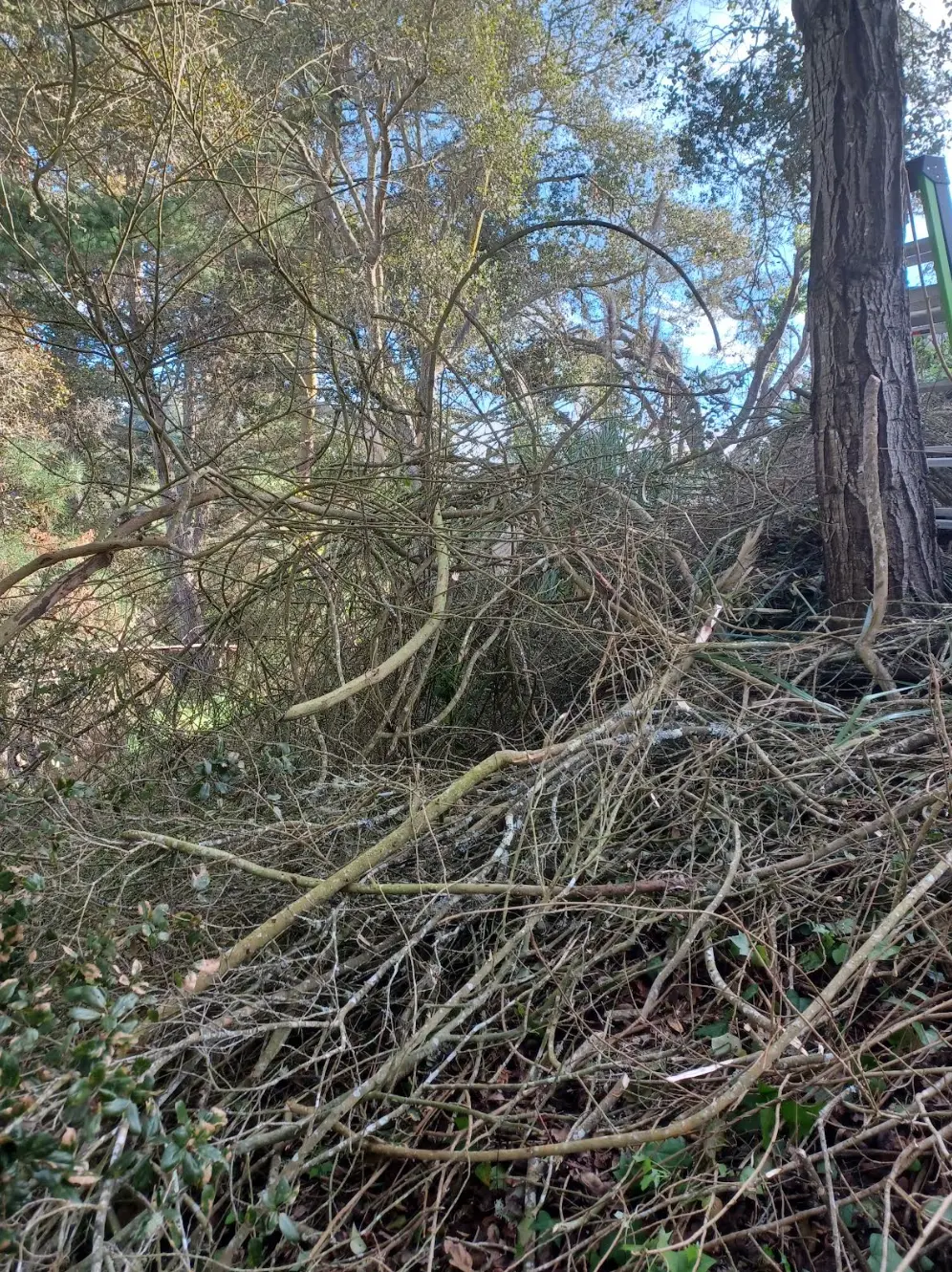 Cut brush and branches piled up for haul-off on a wooded Santa Cruz property