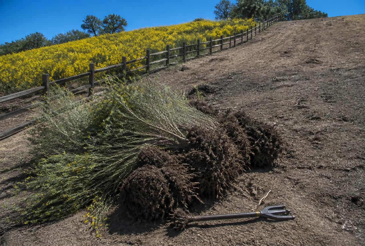 Invasive scotch broom pulled out by the roots on a slope