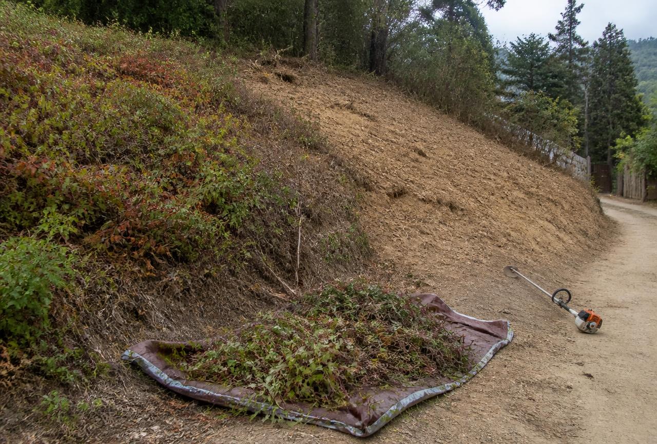 Hillside cleared of poison oak with cut growth piled on a tarp